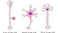 لماذا لا يمكن تعويض الخلايا العصبية عند التلف
