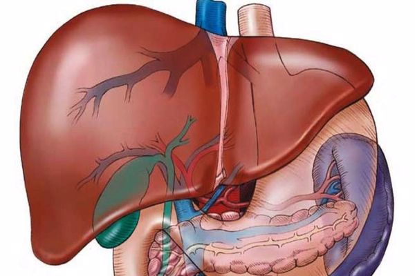 علاج الكبد الدهني بالأعشاب