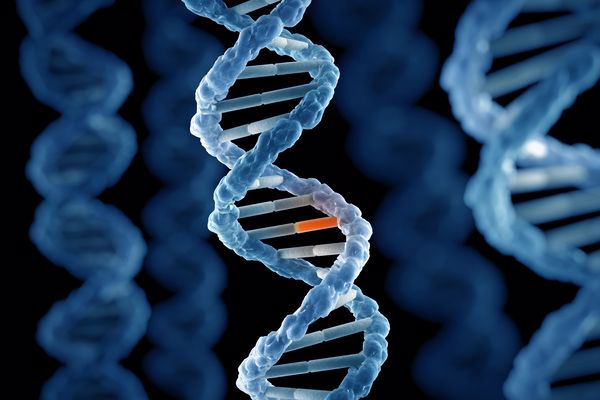 أمثلة على الطفرات الوراثية أمثلة على الطفرات الوراثية