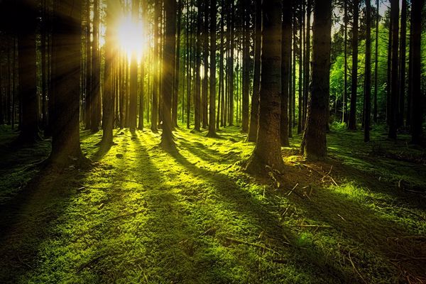 طرق حماية الغابات من الاخطار