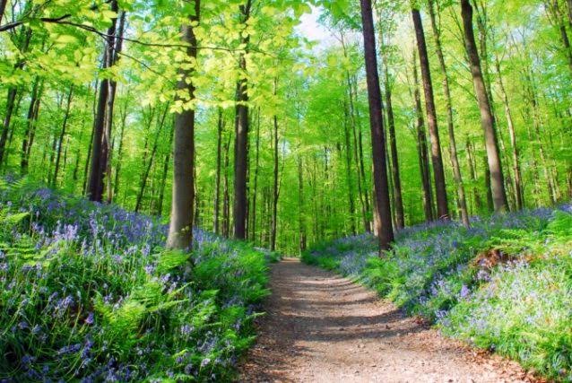 كيف نحافظ على الغابات