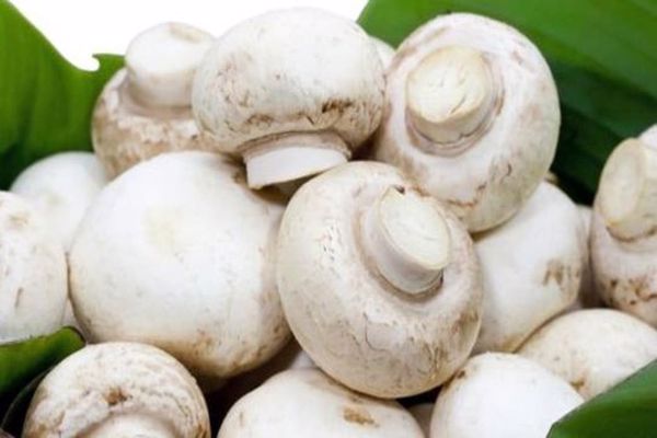 أنواع الفطر الأبيض