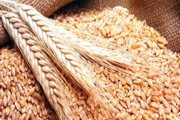 الفرق بين القمح والشعير