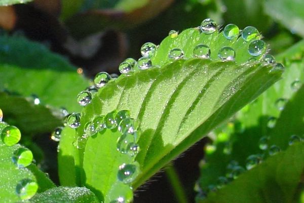 أنواع النتح في النبات
