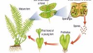 مراحل دورة حياة السرخسيات