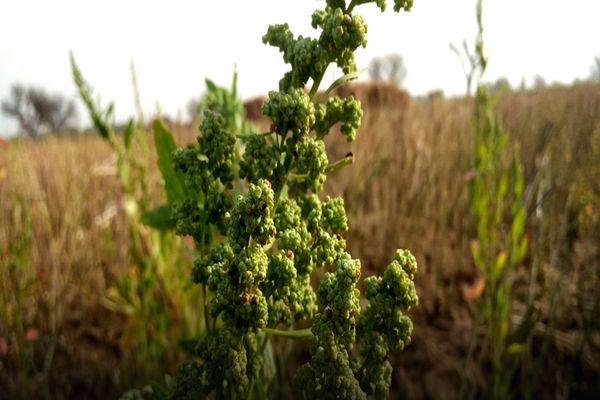 الفرق بين النباتات الحولية والمعمرة