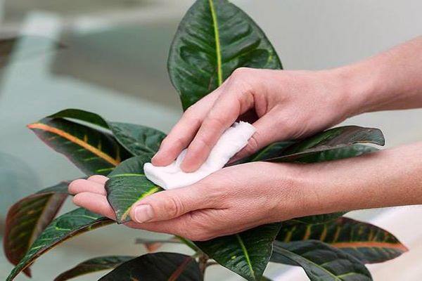 طريقة زراعة نباتات الظل في المنزل