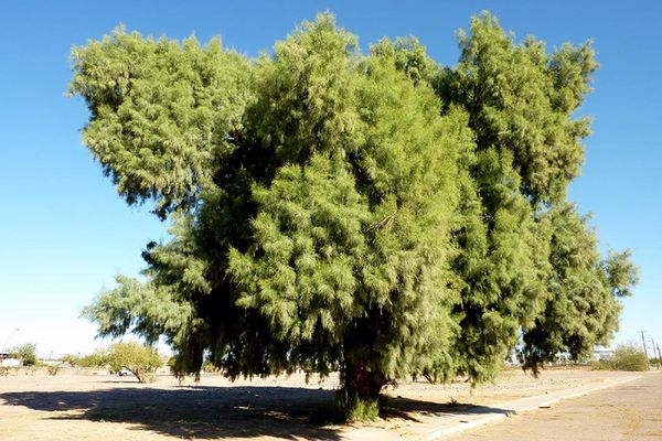 شجر لا يحتاج ماء