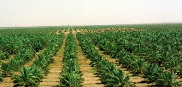 فوائد الزراعة على البيئة فوائد الزراعة على البيئة