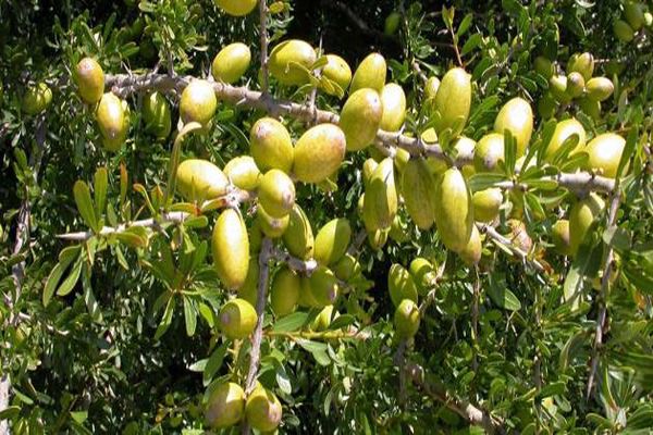 بحث عن شجرة الزيتون