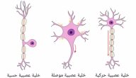 من ماذا يتكون العصب الحركي