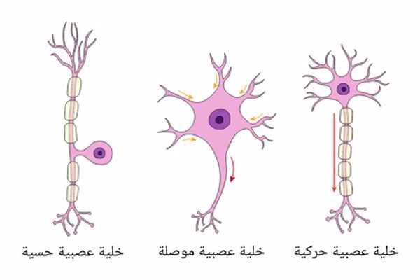 من ماذا يتكون العصب الحركي