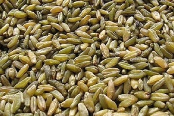 فوائد الفريكة