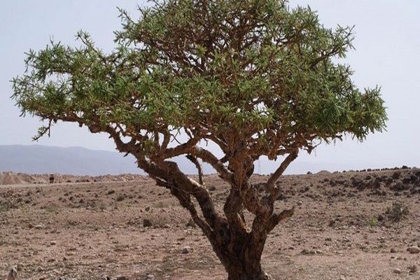 تعريف شجرة اللبان