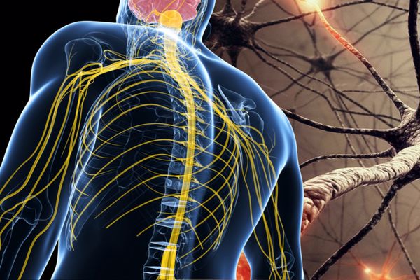 ما هي الفاكهة التي تقوي الأعصاب ما هي الفاكهة التي تقوي الأعصاب