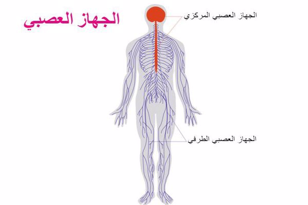 وظيفة الجهاز العصبي