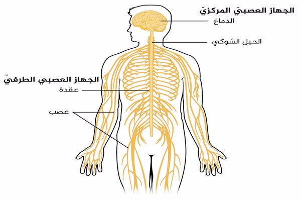 مكونات الجهاز العصبي المركزي