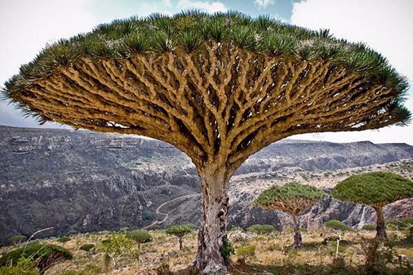 أغرب شجرة في العالم