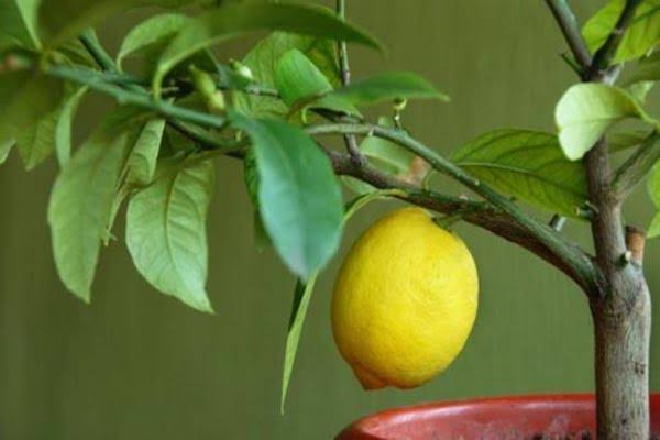 أشجار لا تضر البيت