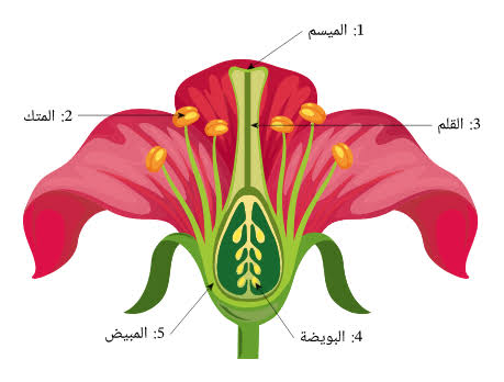 درس أجزاء الزهرة