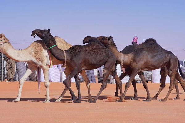 رابط التسجيل في وظائف مهرجان الملك عبدالعزيز للإبل بالسعودية 1444