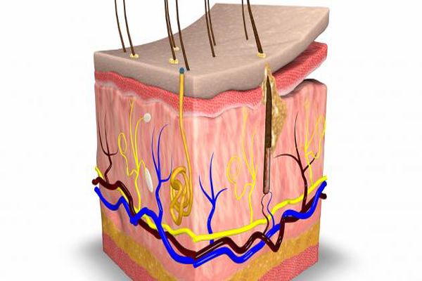 كم عدد طبقات جلد الإنسان