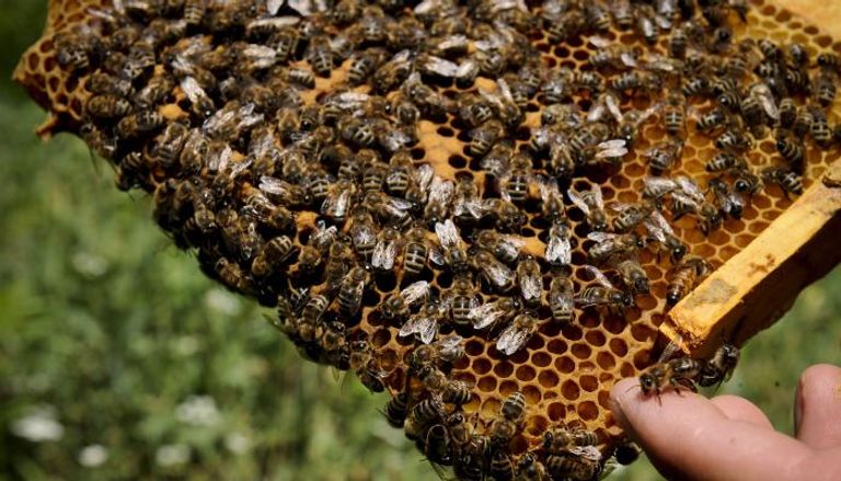 تعريف مجتمع النحل تعريف مجتمع النحل