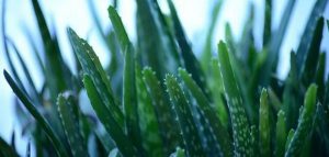 حبوب الصبار كم تنزل في الشهر؟