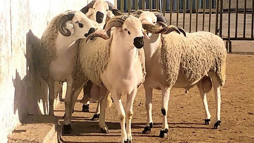 سبب الأضحية في الإسلام