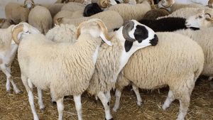 هل يجوز ذبح الأضحية في الليل