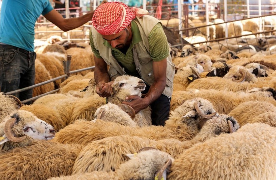 ما حكم الأضحية وما شروطها
