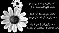 عبارات مواساة للحبيب