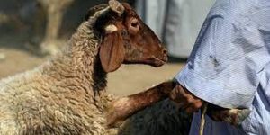 متى يبدأ وقت الذبح ومتى ينتهي