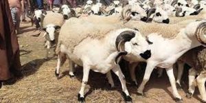 هل يجوز الذبح بعد المغرب