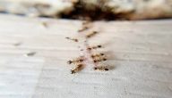 طرق سهلة للتخلص من النمل في البيت نهائياً