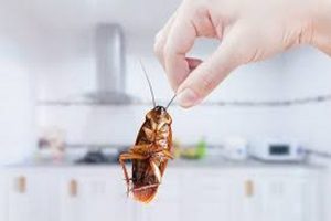 التخلص من النمل والصراصير نهائياً بطرق طبيعية