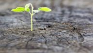 كلمات أدبية عن الأمل والتفاؤل