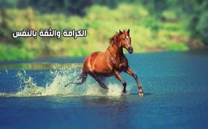 أجمل أبيات الشعر عن الكرامة